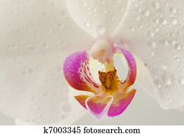 Orchid