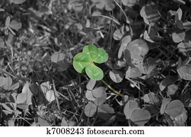 Real 4-Leaved Clover Growing On Meadow Real 4-Leaved Clover Growing On Meadow
