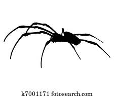 בננה, עכביש