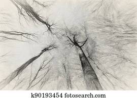 יער, נוף, של, מאוחר, סתו, ביצ', עצים, אחרי, a, frost.