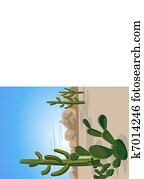 Cactus and Desert 