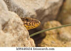 Closeup on a Common European wall lizard, Podarcis muralis, peaking around the corner behind a stone