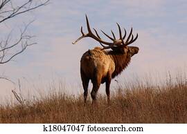 Elk On The Ridge