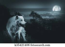 lua cheia, lobo, caça