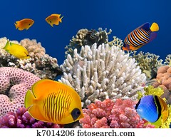 mascarado, peixe borboleta, (Chaetodon, semilarvatus), e, recife coral