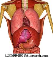 menschliche anatomie