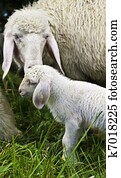 Mother Sheep with baby lambe
