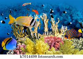 peixe tropical, e, recife coral