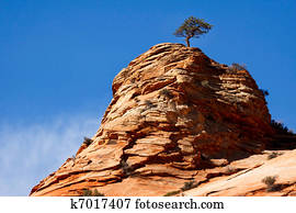 Pine tree growing on a rocky outcrop in Zion National Park