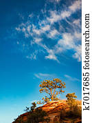 Pine tree growing on a rocky outcrop in Zion National Park