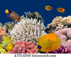 Underwater life of a hard-coral reef, Red Sea, Egypt Underwater life of a hard-coral reef, Red Sea, Egypt