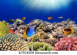 Underwater world. Coral fishes of Red sea. Egypt Underwater world. Coral fishes of Red sea. Egypt