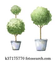 Decorative trees in pots. Decorative trees in pots.