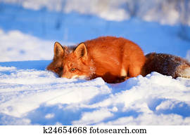 fox fox