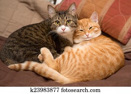Friendship of the two cats Friendship of the two cats