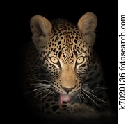 leopard in the dark leopard in the dark