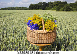 midsummer still-life with basket and medical herbs  on wheat field