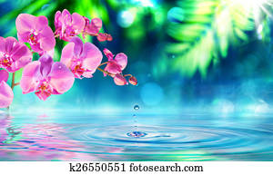 orquídea, em, jardim zen, com, gota