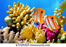 recife coral, e, Copperband, butterflyfish