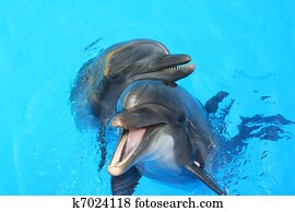 two dolphin two dolphin
