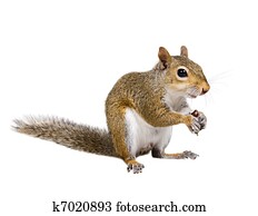 Young squirrel with shells from sunflower seeds Young squirrel with shells from sunflower seeds