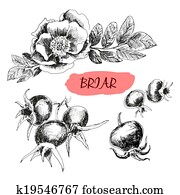 Briar. Wild rose Briar. Wild rose