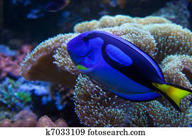 Exotic aquarium fish