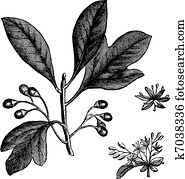 Sassafras or Sassafras albidum vintage engraving Sassafras or Sassafras albidum vintage engraving