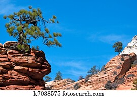 Stunted tree on rocky outcrop