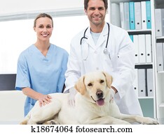Veterinarians with dog in clinic Veterinarians with dog in clinic
