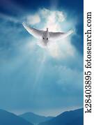 White Holy Dove Flying in Blue Sky White Holy Dove Flying in Blue Sky