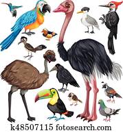Different types of wild birds Different types of wild birds