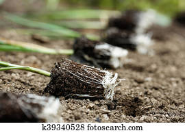 leek, seedlings, mentindo, ligado, freshly, ploughed, jardim, cama