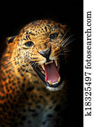Leopard Leopard