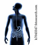 The human body - Digestive system