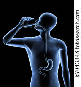 The human body - Stomach The human body - Stomach