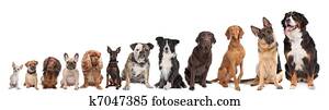 twelve dogs in a row twelve dogs in a row