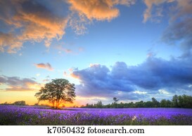 Beautiful image of stunning sunset with atmospheric clouds and sky over vibrant ripe lavender fields in English countryside landscape