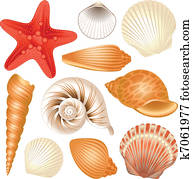 Seashells collection Seashells collection