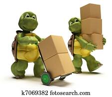 Tortoise with boxes for shipping Tortoise with boxes for shipping