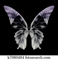 רנטגן, פרפר, הפרד, ב, black., וקטור