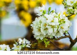 Flower Flower