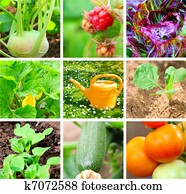 jogo, de, jardim vegetal