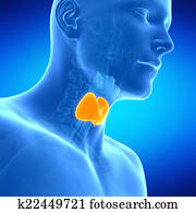 the thyroid gland the thyroid gland