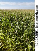 verde, cornfield, sobre, um, céu azul, em, terceira, island., açores