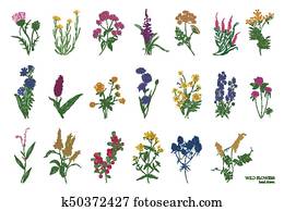 Collection of beautiful wild herbs, herbaceous flowering plants, blooming flowers, shrubs and subshrubs isolated on white background. Hand drawn detailed botanical vector illustration. Collection of beautiful wild herbs, herbaceous flowering plants, blooming flowers, shrubs and subshrubs isolated on white background. Hand drawn detailed botanical vector illustration.