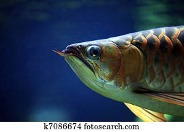 Fish on a dark background