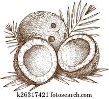illustration of coconut illustration of coconut