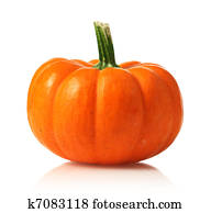 Pumpkin Pumpkin