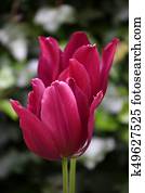Tulips Tulips